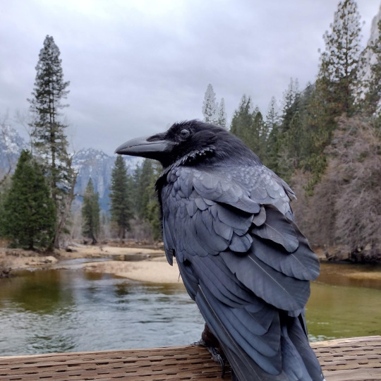 Munin at Yosemite