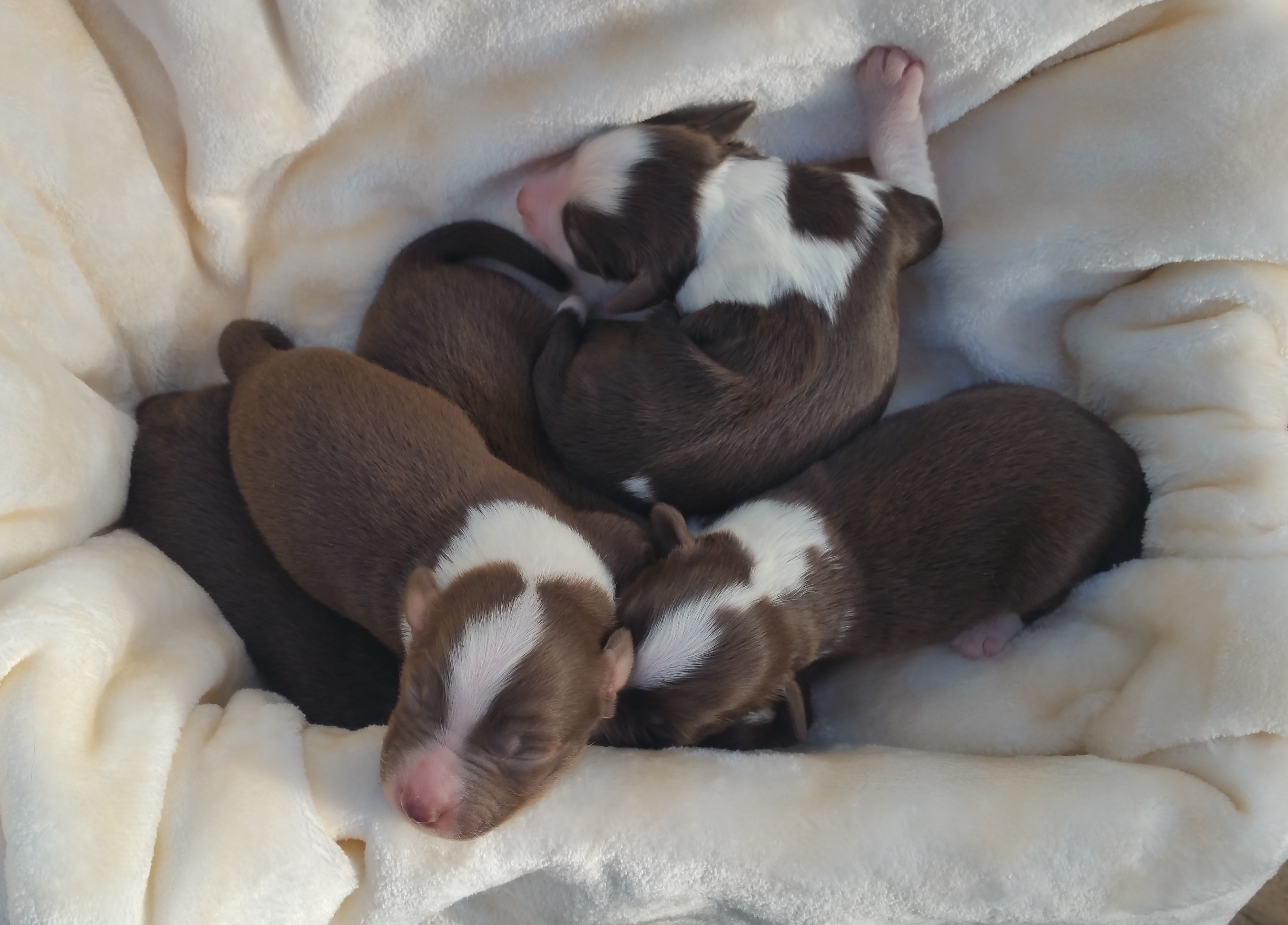 puppypile