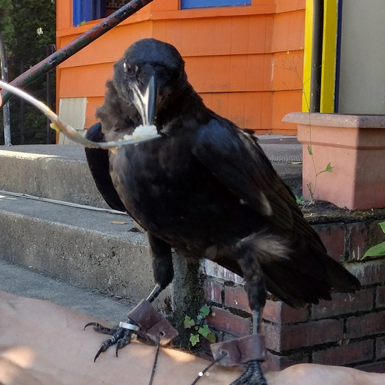 Munin at a Mexican restaurant