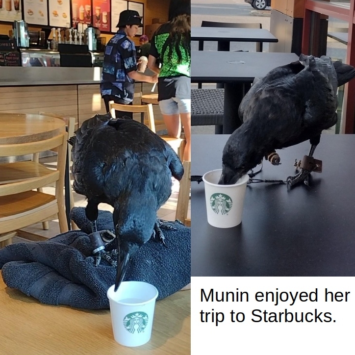 Munin at Starbucks