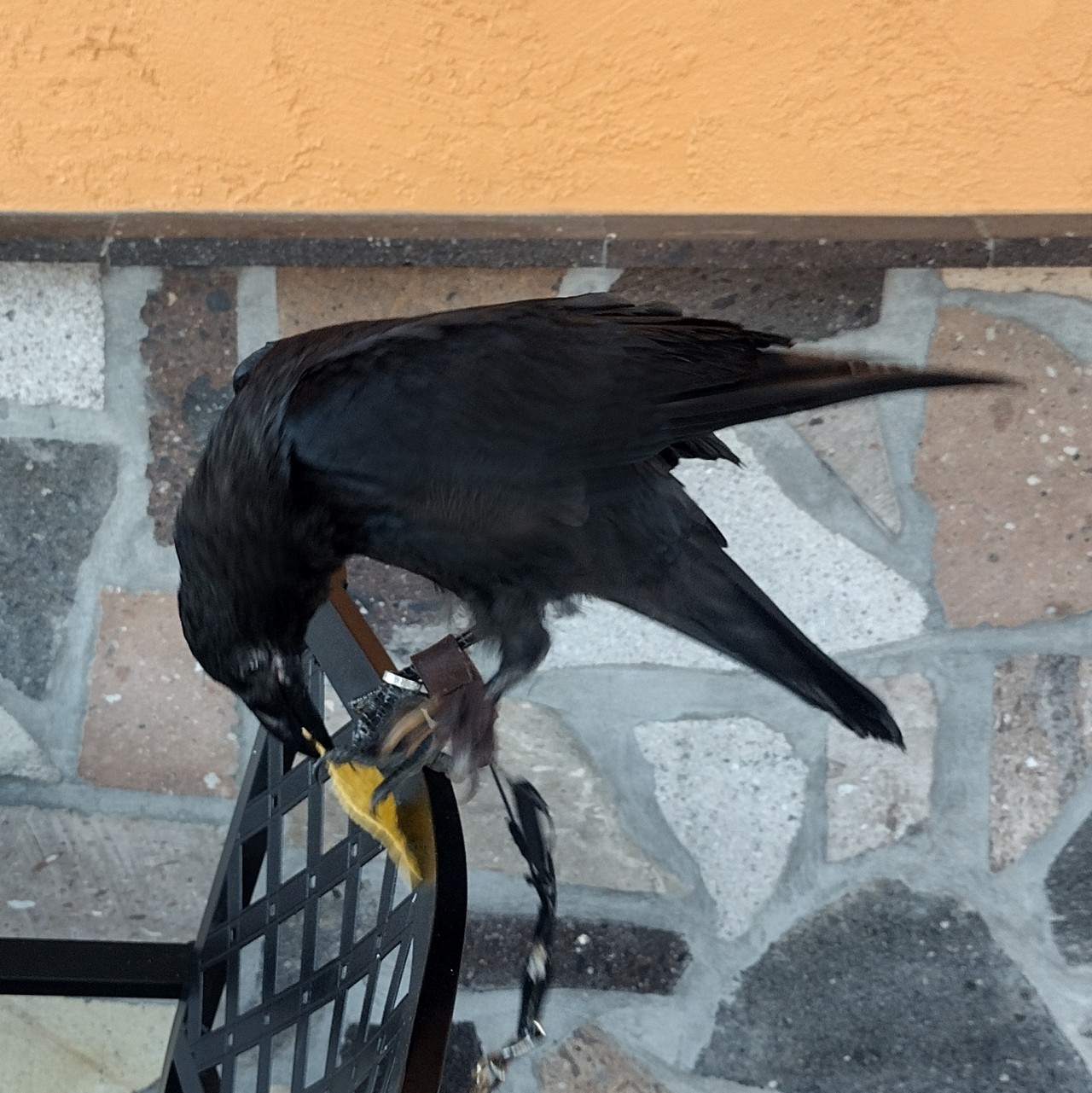 Munin Eating a chip at a Mexican restaurant