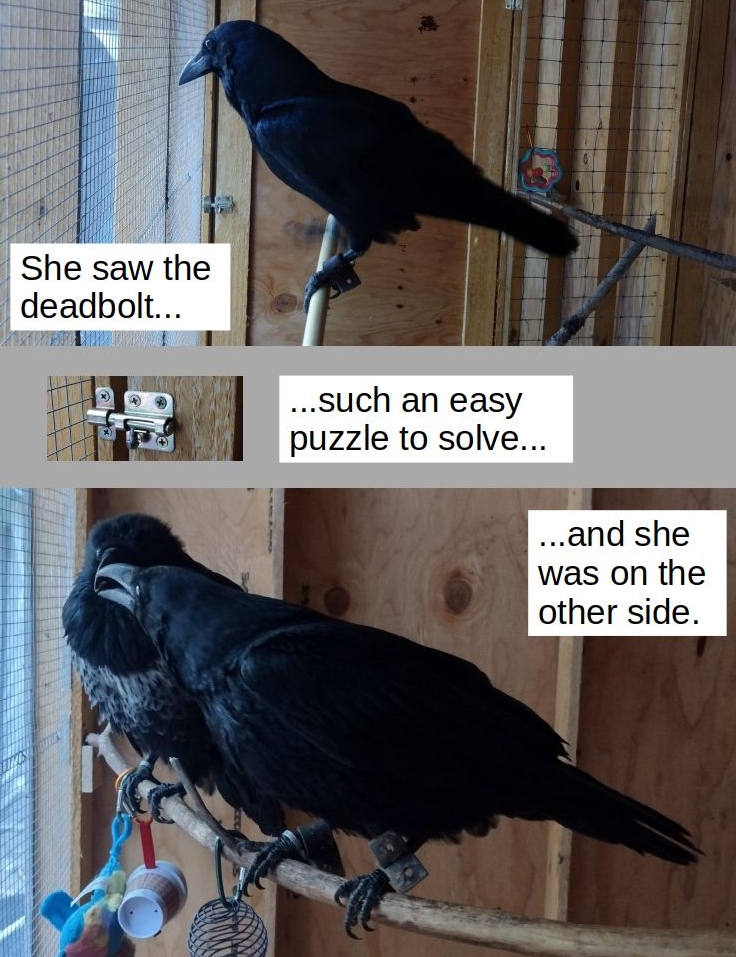 Munin contemplating deadbolt